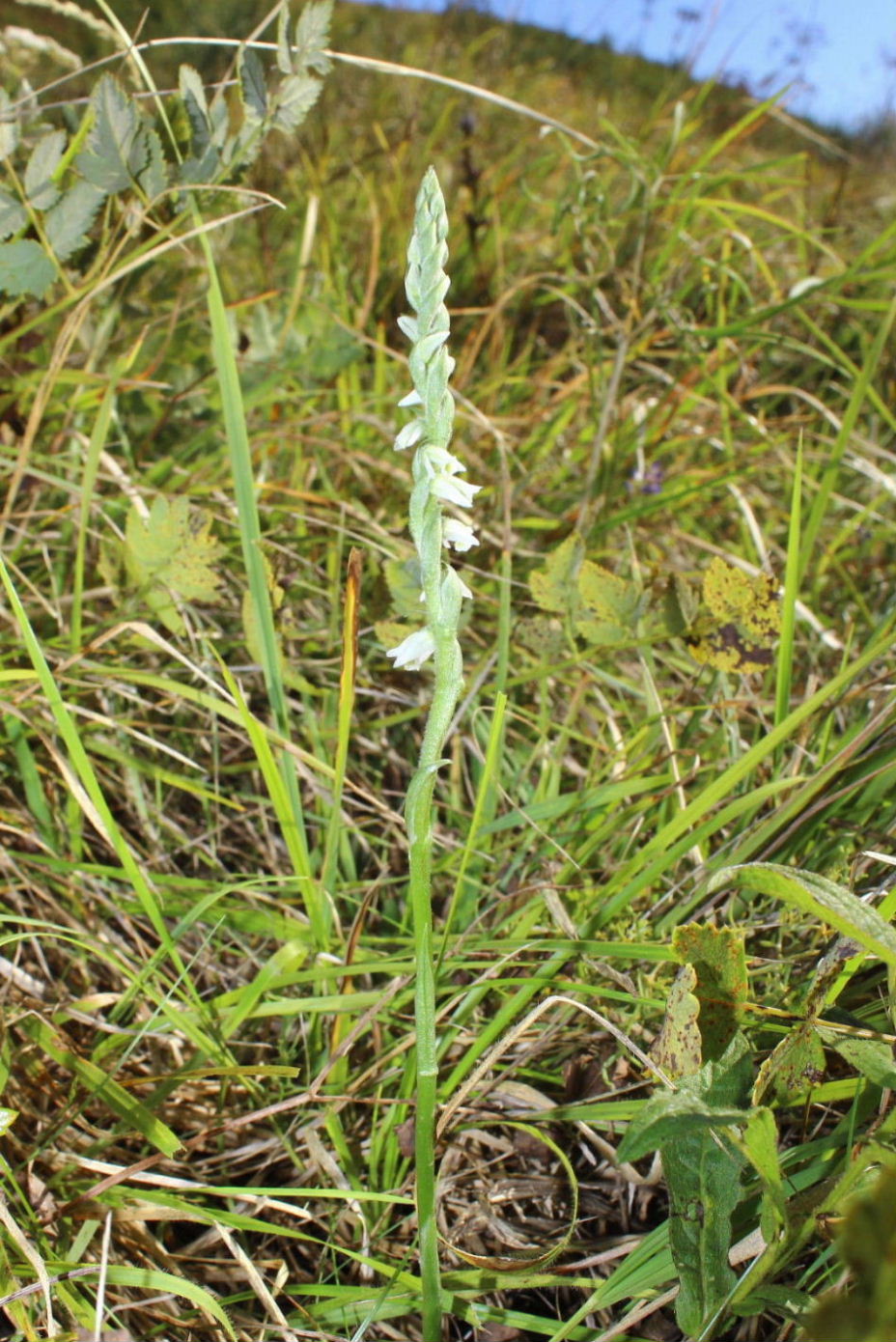 Spiranthes spiralis da Genova